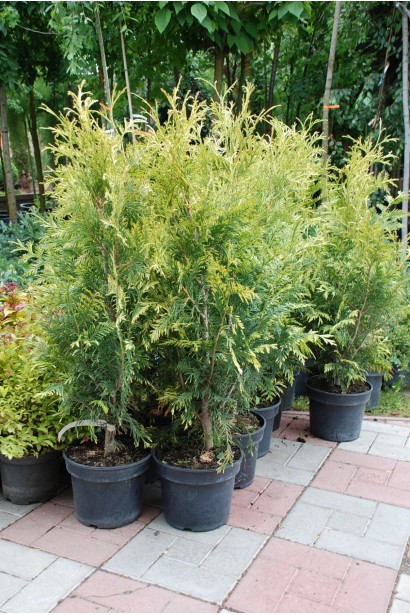 Туя складчаста Зебрина - 5л/вис.65-75см/Ø25-35см